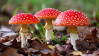 Мухомор: Користь та цілющі властивості