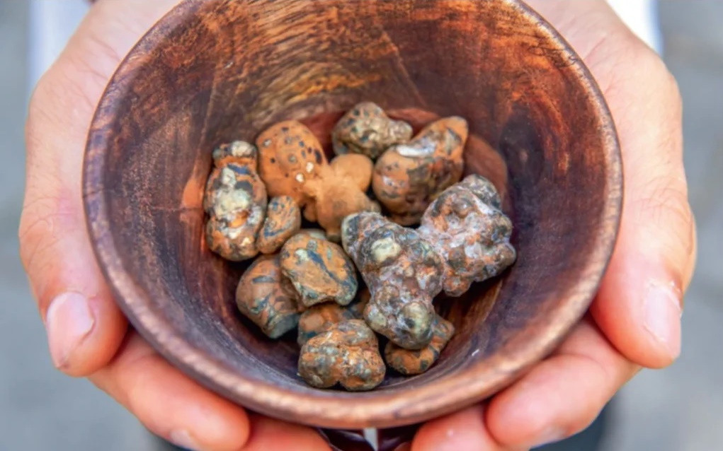 Користь псилоцибінових трюфелів для здоров’я і самопізнання