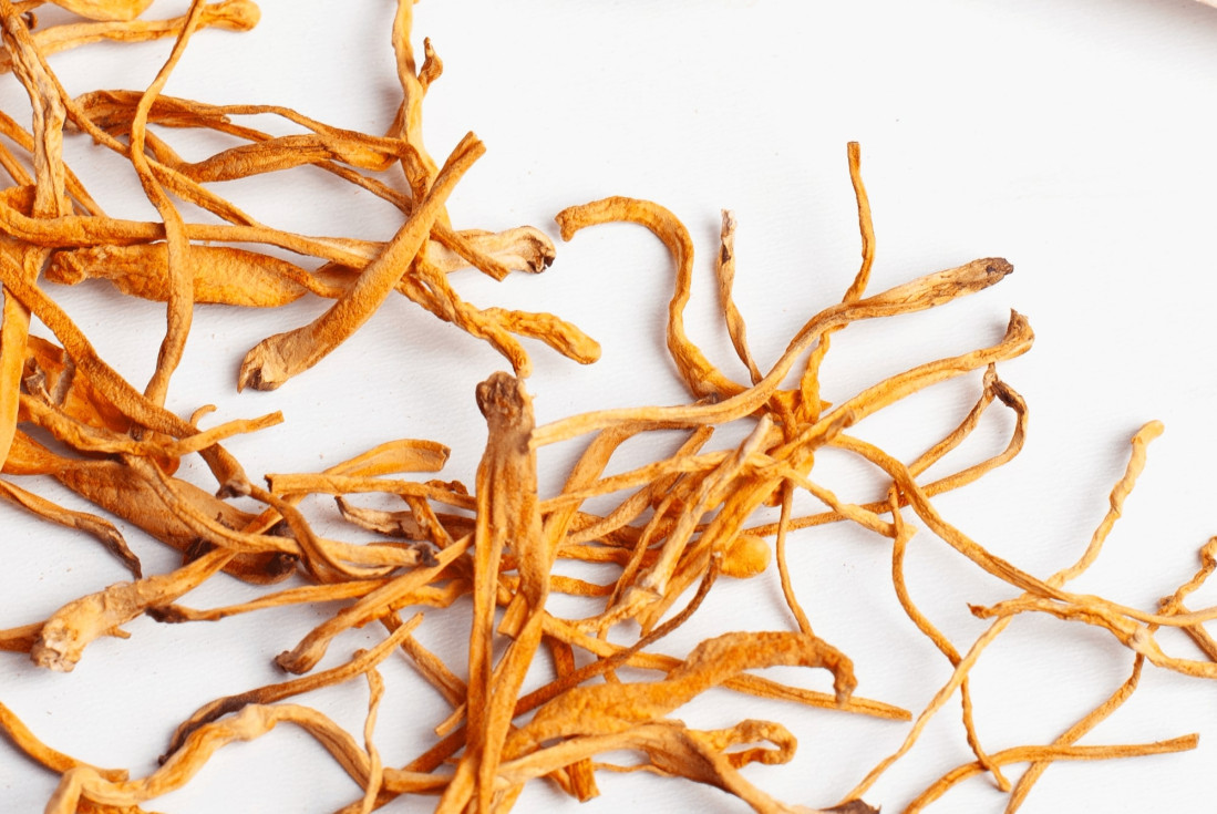 Кордицепс: користь для здоров’я