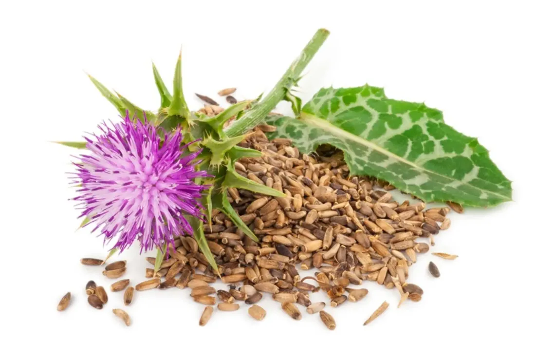 Силимарин: що це таке, як працює і коли він справді потрібен