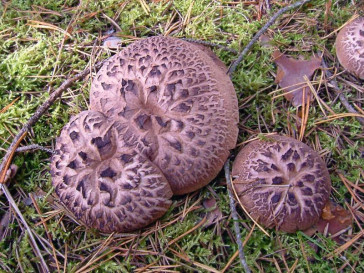 Їжовик строкатий: Цілющі властивості та користь для здоров’я