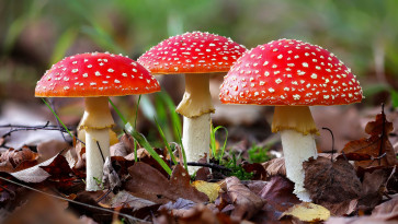 Мухомор: Користь та цілющі властивості