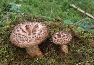 Їжовик строкатий