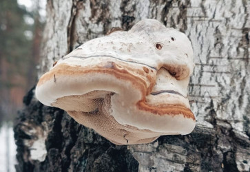 Чага березова: Чудо-продукт з лісу