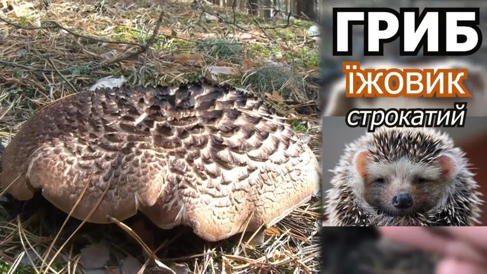 Їжовик строкатий