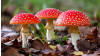 Мухомор: Користь та цілющі властивості